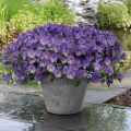 Viola wittrockiana Cool Wave Blue Skies - Hangende/spreidende grootbloemige viool