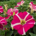 Petunia Amore Pink Hearts - Hangpetunia