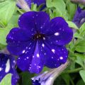 Petunia Night Sky - Hangpetunia