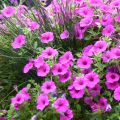 Petunia Pure Raspberry - Hangpetunia