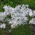 Phlox divaricata White Perfume - Voorjaarsvlambloem