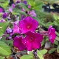 Phlox paniculata Purple Flame - Vlambloem