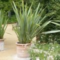 Phormium tenax - Nieuw-Zeelands vlas
