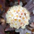 Physocarpus opulifolius Diabolo - Blaasspirea
