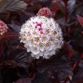 Physocarpus opulifolius Lady in Red - Blaasspirea