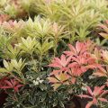 Pieris japonica Flaming Silver - Japanse rotsheide