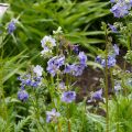 Polemonium reptans Blue Pearl - Griekse valeriaan