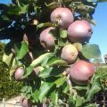 Zuilvormige appelboom Ballerina Polka