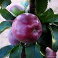 Zuilvormige appelboom Chinon - Georges Delbard
