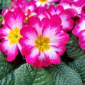 Primula Rambo F1 Pink Flame - Stengelloze sleutelbloem