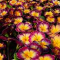 Primula Rambo F1 Purple Flame - Stengelloze sleutelbloem