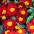 Primula Rambo F1 Scarlet - Sleutelbloem