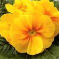 Primula Rambo F1 Yellow Gold - Stengelloze sleutelbloem