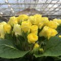 Primula Rosebud F1 Light Yellow - Stengelloze sleutelbloem
