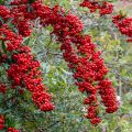 Pyracantha coccinea Saphyr Rood - Vuurdoorn