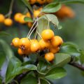 Pyracantha coccinea Saphyr Jaune - Vuurdoorn
