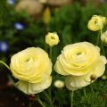 Ranunculus hybrida Vortex F1 Lemonade - Perzische ranonkel