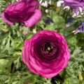 Ranunculus hybrida Vortex F1 Paars - Perzische ranonkel