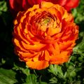 Ranunculus hybrida Vortex F1 Oranje - Perzische ranonkel