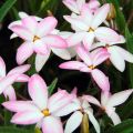 Rhodoxis Fairy Kisses - Sterretjesgras