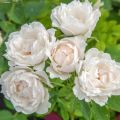 Rosa Crème Chantilly - Trosroos