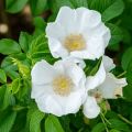 Rosa rugosa Alba - Hondsroos
