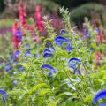 Salvia patens Royal Blue - Blauwe salie