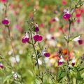 Salvia greggii Amethyst Lips - Herfstsalie