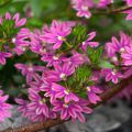 Scaevola aemula Deep Pink Touch - Waaierbloem