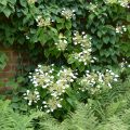 Schizophragma hydrangeoides - Valse klimhortensia