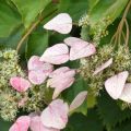 Schizophragma hydrangeoides Rose Sensation - Valse klimhortensia