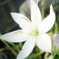 Schizostylis coccinea Alba - Moerasgladiool