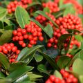 Japanse skimmia Temptation - Skimmia japonica
