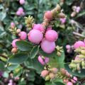 Symphoricarpos doorenbosii Amethyst - Sneeuwbes