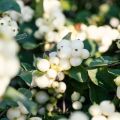 Symphoricarpos doorenbosii White Hedge - Sneeuwbes