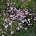 Thalictrum delavayi - Chinese ruit