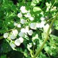 Thalictrum delavayi Album - Chinese ruit