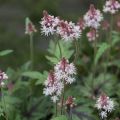 Tiarella Sugar and Spice - Schuimbloem