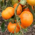 Tomaat Orange Queen BIO - Ferme de Sainte Marthe