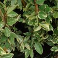 Trachelospermum jasminoides Variegatum - Toscaanse jasmijn