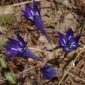 Triteleia Corrina - Brodiaea