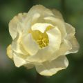 Trollius Alabaster - Globebloem