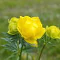 Trollius europaeus - Globebloem