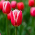 Tulipa Darwin Candy Apple Delight - Darwintulp