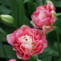 Tulipa Double Sugar - Dubbele late tulp