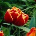 Tulipa Allegretto - Dubbele late tulp