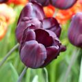 Tulipe Triumph Continental - Triumphtulp