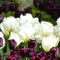 Tulipa Triumph Pays-Bas - Triumphtulp