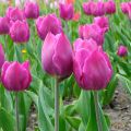 Tulipa Triumph Purple Flag - Triumphtulp