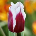 Tulipe Triumph Spitsbergen - Triumphtulp